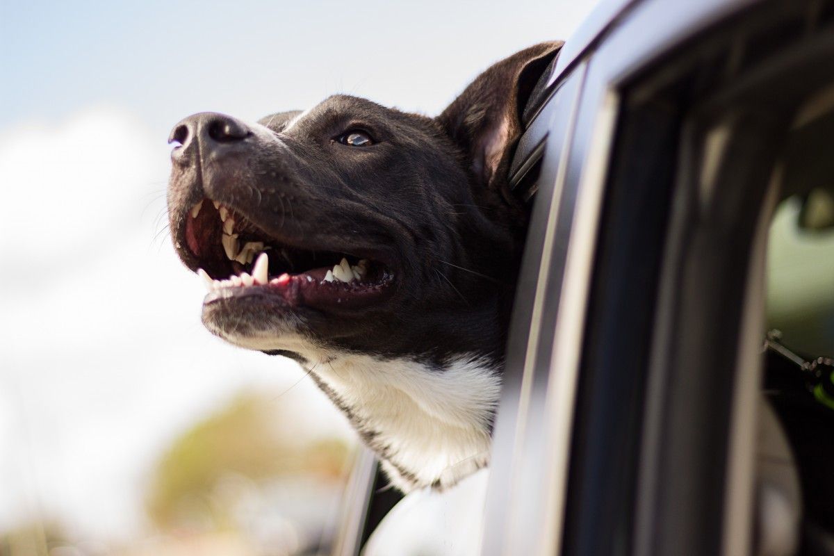 9 de cada 10 españoles prefieren ir de vacaciones con su perro 