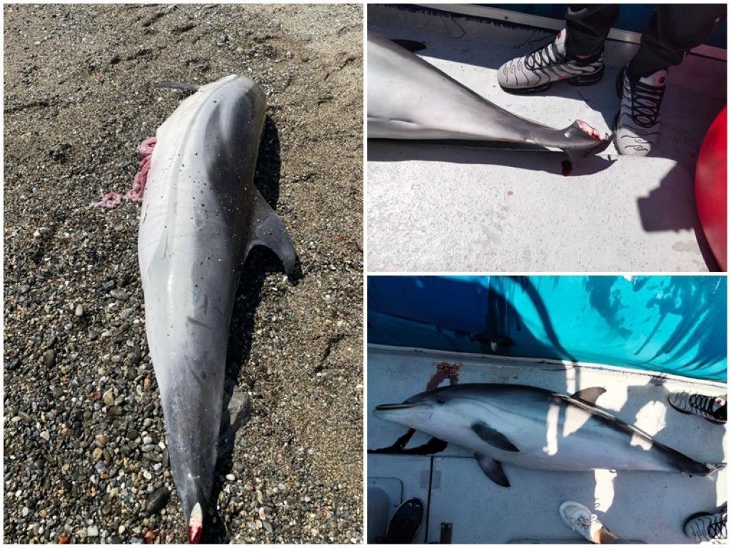 El CECAM denuncia el hallazgo de los cadáveres de 8 delfines y una cría de calderón 