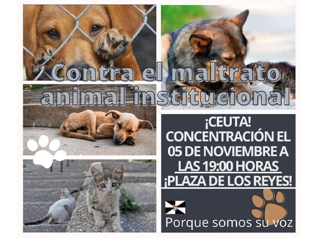 Izquierda Unida Ceuta y Plataforma Sebta apoyan la concentración “contra el maltrato animal constitucional”
