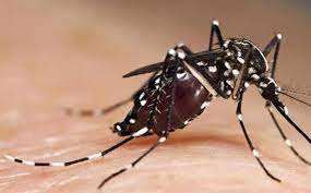 Sanidad constituirá por primera vez en Ceuta el comité de control y seguimiento frente al mosquito tigre
