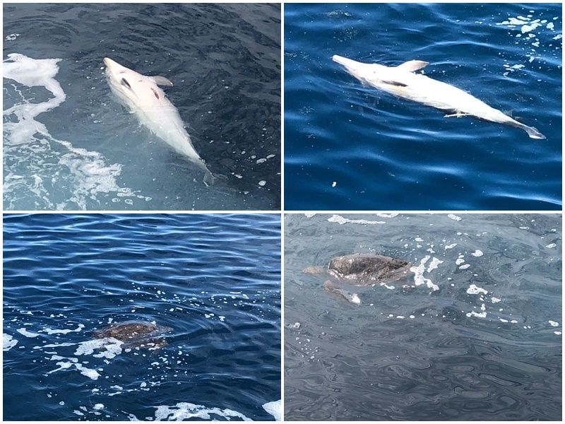El CECAM vuelve a recuperar dos delfines muertos y mutilados en la bahía sur de Ceuta 