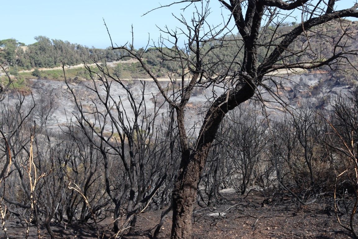 Ceuta Ya! lleva a pleno la política de prevención de incendios forestales