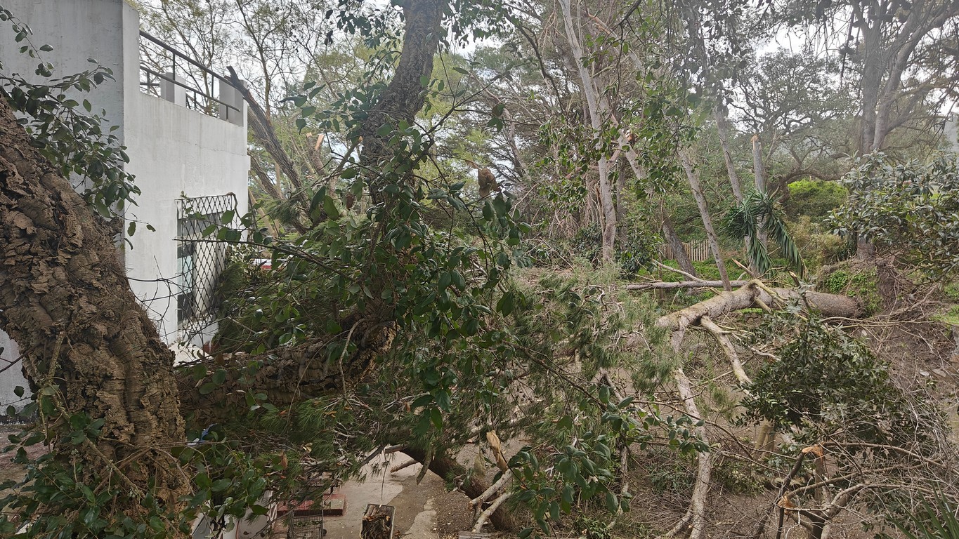 ¿Cómo reclamar al seguro los daños causados por el temporal?
