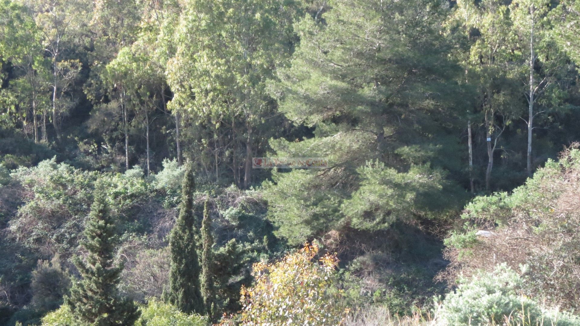 El MDyC se queja de la falta de mantenimiento en nuestros bosques